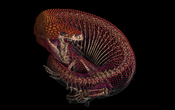 A computed tomography scan of a Mexican beaded lizard (<em>Heloderma horridum</em>) covered in bony armor studs